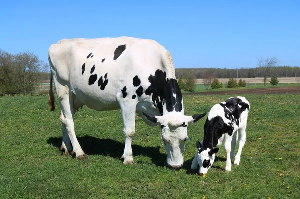 Una Vaca Blanca Con Manchas Negras Pastando Campo Verde Con —  Fotos de Stock