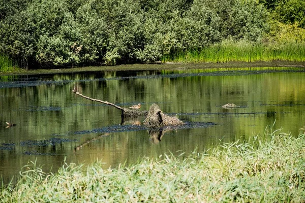 Yosun Kaplı Ağaçlarla Çevrili Yeşil Bir Göl Manzarası — Stok fotoğraf