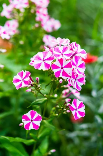 ピンクと白の庭のPhloxの花の垂直選択的フォーカスショット — ストック写真