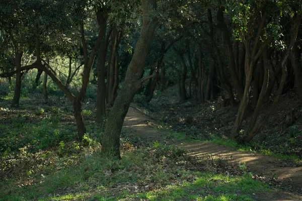 Uno Scatto Paesaggistico Sentiero Nella Foresta — Foto Stock