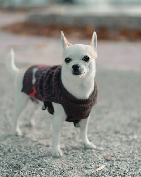 Lindo Chihuahua Blanco Con Suéter Sobre Fondo Borroso — Foto de Stock