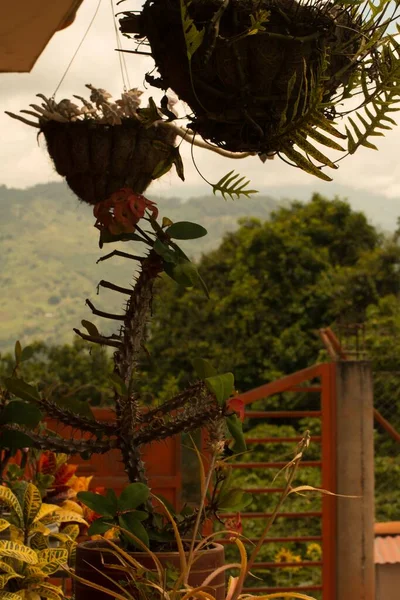Belas Plantas Exóticas Crescimento Nos Vasos Que Decoram Casa — Fotografia de Stock