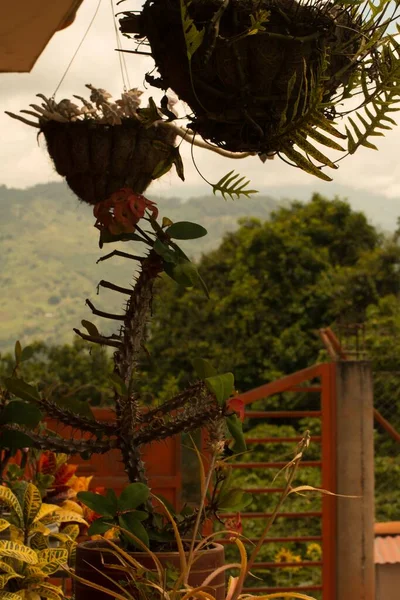 Les Belles Plantes Exotiques Dans Les Pots Décorant Maison — Photo