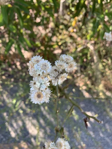 Tiro Vertical Flores Brancas Nos Galhos Árvore — Fotografia de Stock