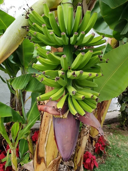 Вертикальний Знімок Зелених Бананів Ростуть Дереві — стокове фото