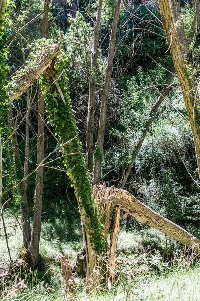 Вертикальний Знімок Старого Пошкодженого Дерева Розпадається — стокове фото