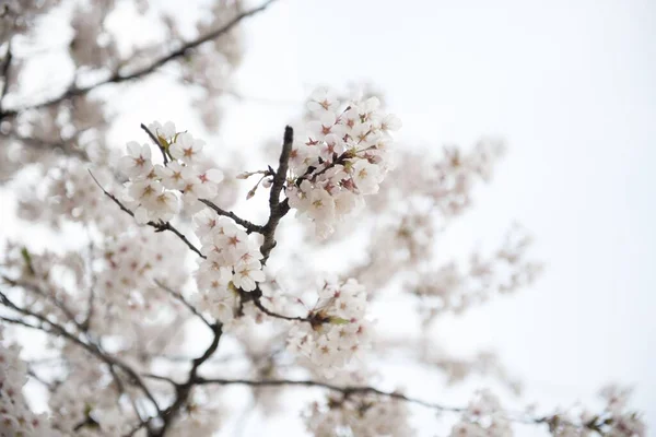 Tiro Close Belas Flores Cereja Primavera — Fotografia de Stock