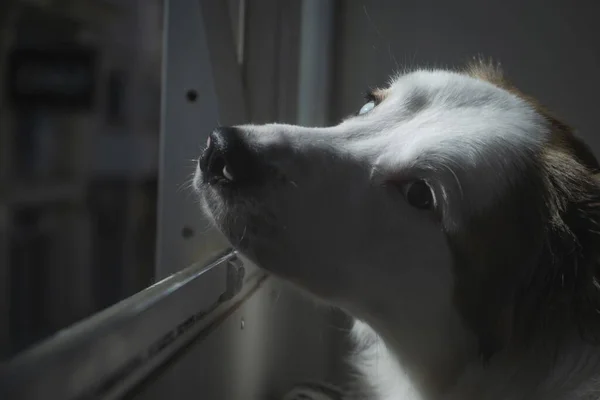 Selective Focus Shot Sad White Dog Next Window — Stock Photo, Image