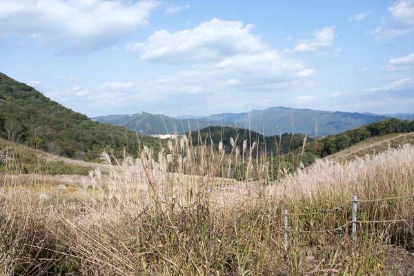 Sebuah Pemandangan Indah Dari Perak Festival Rumput Gunung Myeongseong — Stok Foto