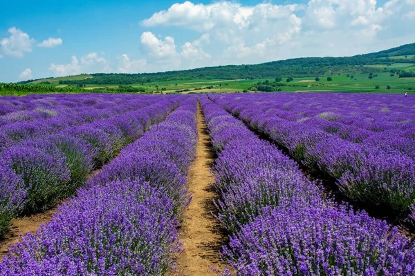 Cenário Hipnotizante Campo Com Linhas Lavanda Florida — Fotografia de Stock