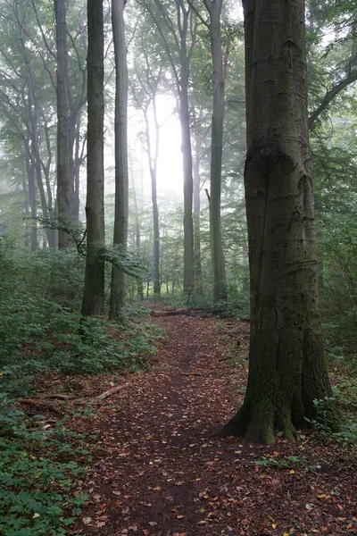 Uzun Ağaçlı Bir Ormanın Dikey Görüntüsü — Stok fotoğraf