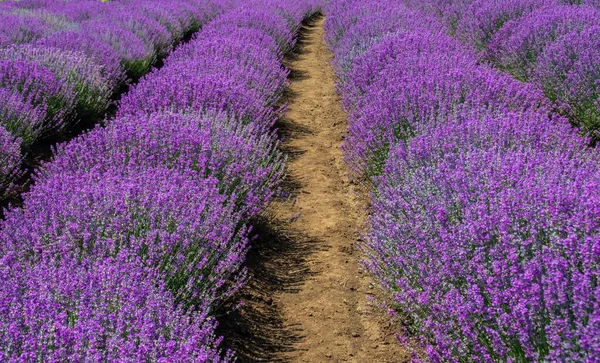 Cenário Hipnotizante Campo Com Linhas Lavanda Florida — Fotografia de Stock