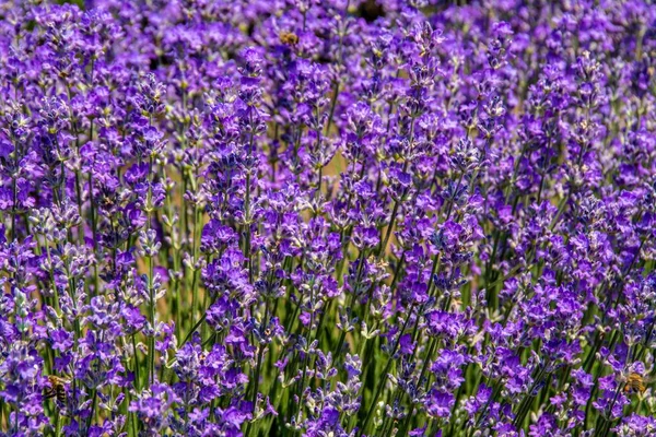 Eine Nahaufnahme Von Blühenden Lavendelbüschen — Stockfoto