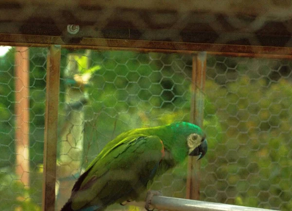Der Schöne Grüne Papagei Metallkäfig — Stockfoto