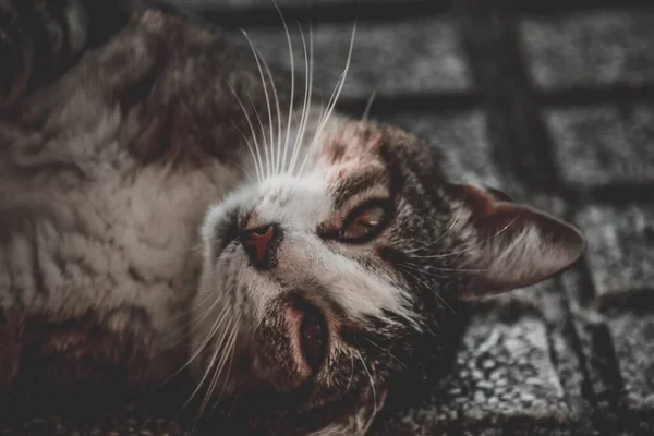Szelektív Fókusz Lövés Egy Aranyos Kis Hazai Macska Feküdt Földön — Stock Fotó