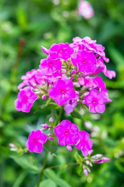 Een Verticale Selectieve Focus Shot Van Tuin Phlox Bloemen — Stockfoto