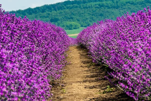 Mesmerizing Scenery Field Rows Flowering Lavender — Stock Photo, Image