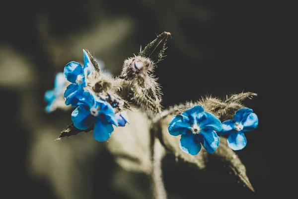 Tiro Seletivo Foco Das Flores Azuis Exóticas Com Hastes Fofas — Fotografia de Stock