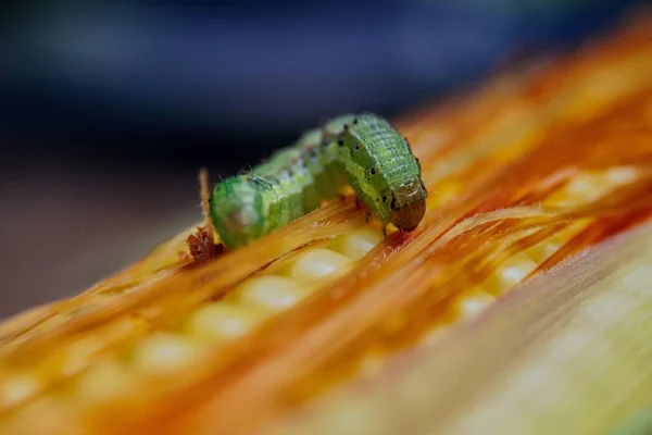 Tiro Macro Close Verme Verde Milho Amarelo — Fotografia de Stock