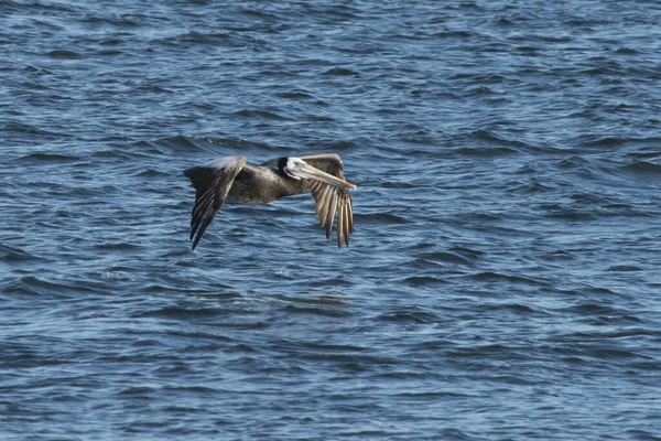 Pelican Vogel Met Lange Snavel Liggend Golvende Zee — Stockfoto