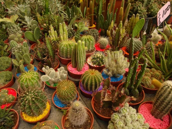 Plan Angle Élevé Divers Cactus Dans Des Pots Colorés — Photo