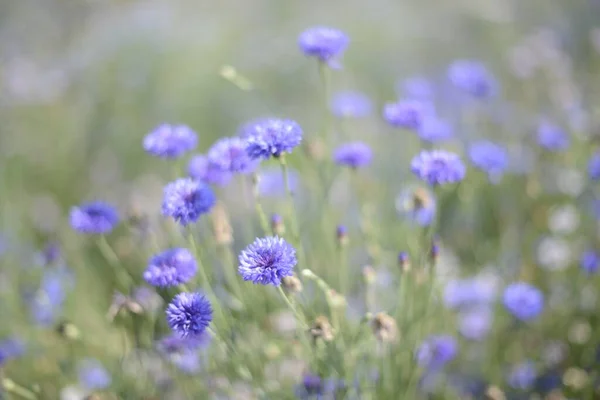 Primer Plano Pequeñas Flores Silvestres Púrpuras Floreciendo Campo Corea Del —  Fotos de Stock