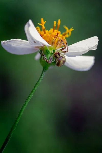 Tiro Macro Close Vertical Uma Aranha Caranguejo Uma Flor Branca — Fotografia de Stock