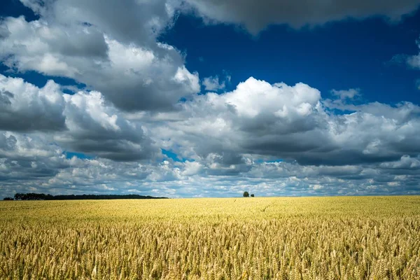 Campo Grano Orzo Sotto Cielo Pieno Nuvole — Foto Stock