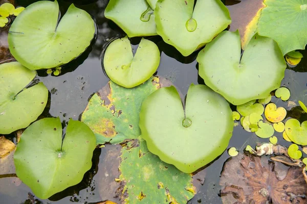 池の中にカラフルな蓮の葉のオーバーヘッドショット — ストック写真