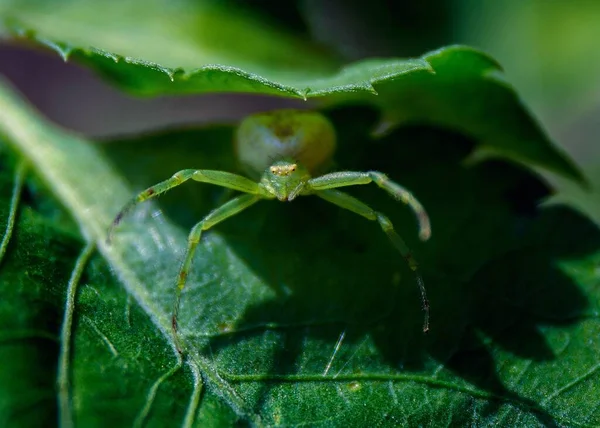 在阳光灿烂的日子里 一只绿螃蟹蜘蛛坐在绿叶中间的宏观特写镜头 — 图库照片
