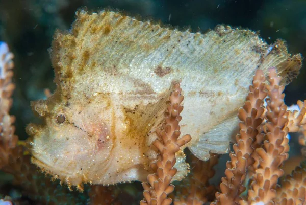 Une Incroyable Macro Shot Leaf Scorpionfish Sous Mer — Photo