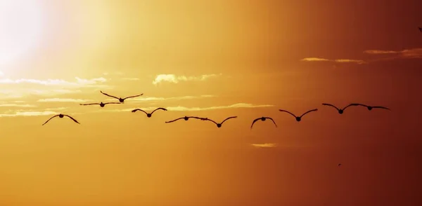 一群鸟儿在金黄的天空中一连飞着 — 图库照片