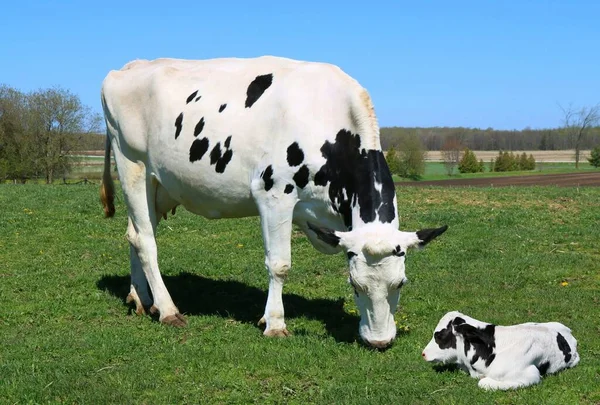 Holstein Tehén Borjú Legeltetés Zöld Mezőn — Stock Fotó