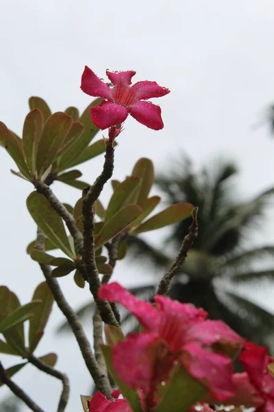 自然背景下美丽的粉色芙蓉花的选择性聚焦照 — 图库照片