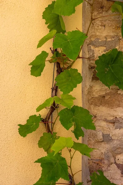 Quadro Verticale Foglie Uva Contro Una Parete — Foto Stock