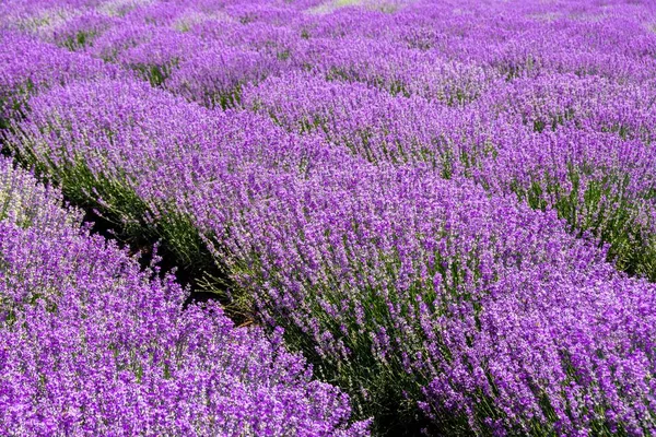 Uma Foto Paisagem Belo Campo Lavanda Perfeito Para Fundo Natural — Fotografia de Stock