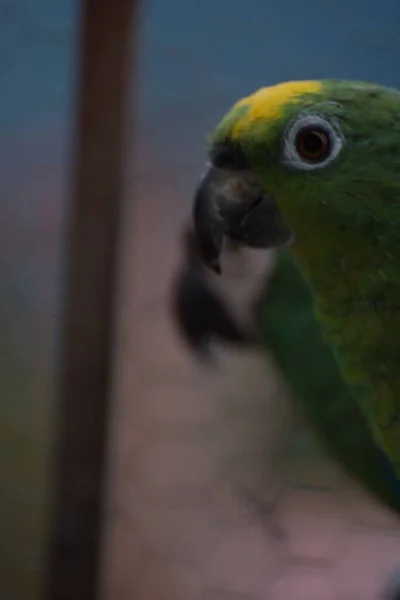 Bellissimo Pappagallo Verde Nella Gabbia Metallo — Foto Stock