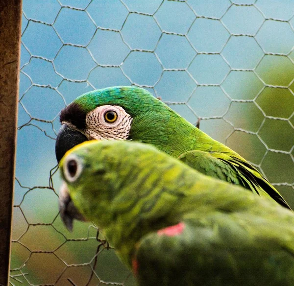 Belos Papagaios Verdes Gaiola Metal — Fotografia de Stock