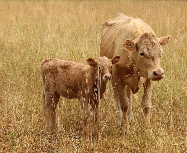 Carne Vaca Ternera Pie Juntos Mirando Cámara Campo Pastos Secos —  Fotos de Stock
