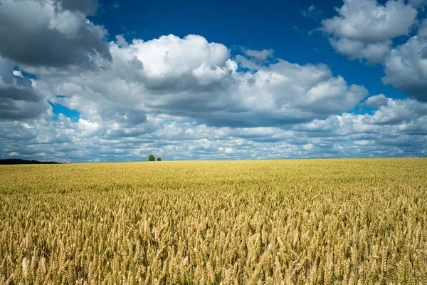 Bulutlu Gökyüzünün Altındaki Kırsal Bir Alanda Buğday Tarlası — Stok fotoğraf