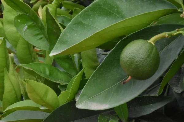 Een Close Shot Van Een Groeiende Groene Kalk Omringd Door — Stockfoto