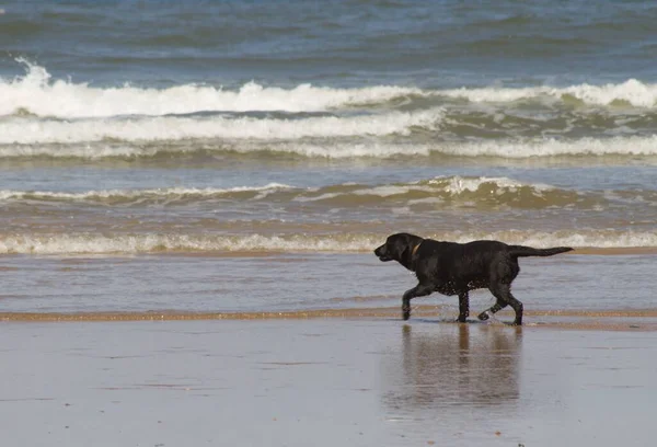 Egy Szemmagasságú Felvétel Egy Fekete Labrador Retriever Kutyáról Parton Amint — Stock Fotó