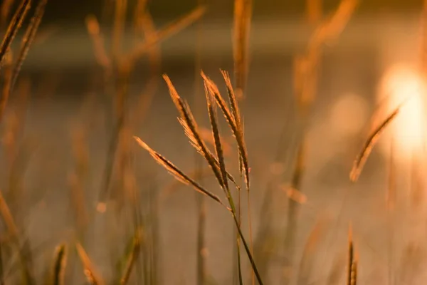 Una Toma Selectiva Trigo Atardecer — Foto de Stock