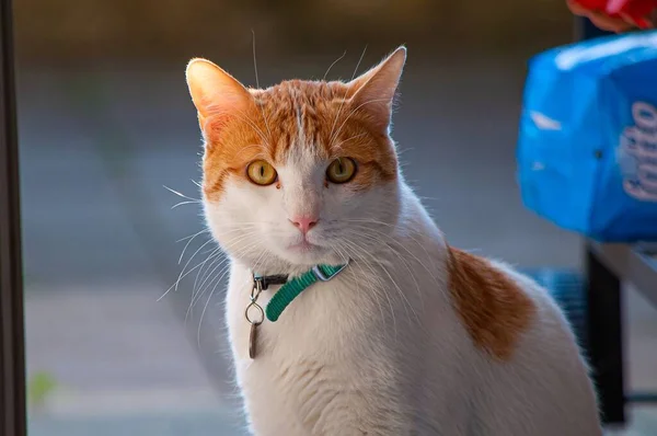 好奇心旺盛な表情で愛らしい猫の選択的フォーカスショット — ストック写真