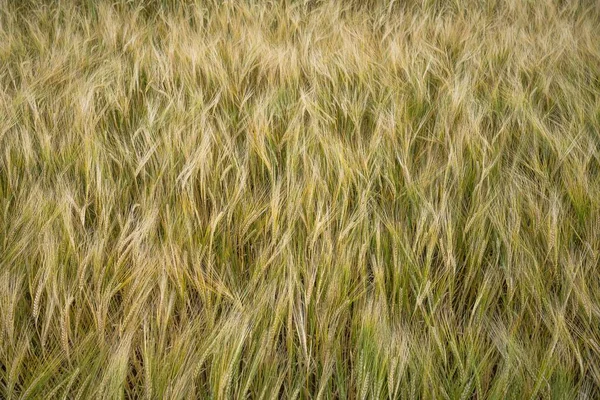 Eine Nahaufnahme Des Gerste Getreidefeldes Bei Tag — Stockfoto