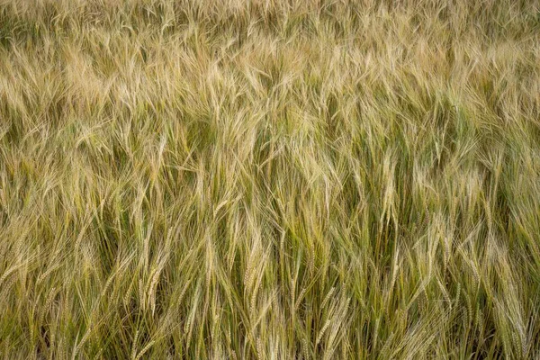 Eine Nahaufnahme Von Gerstenkörnern Auf Dem Feld Die Mit Dem — Stockfoto