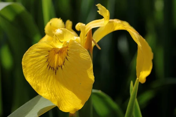 Gele Irisbloem Een Natuurlijke Omgeving — Stockfoto