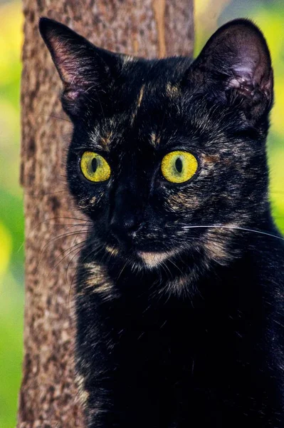 一只金黄色大眼睛的黑猫的近照 — 图库照片