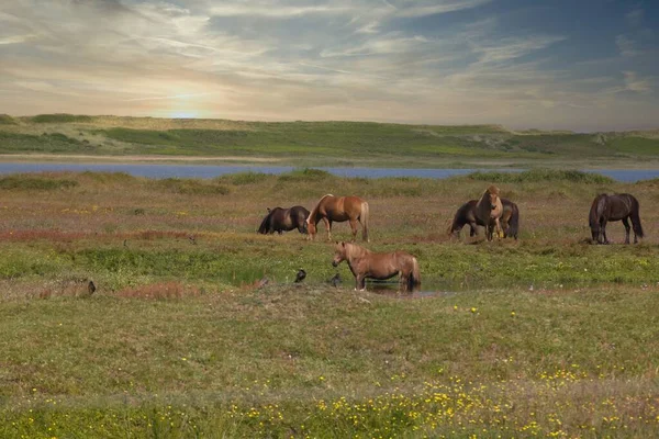 Eine Herde Weidender Pferde Einem Grünen Feld Unter Dem Sonnenlicht — Stockfoto