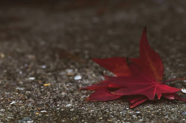 Detailní Záběr Červeného Podzimního Listí Zemi — Stock fotografie